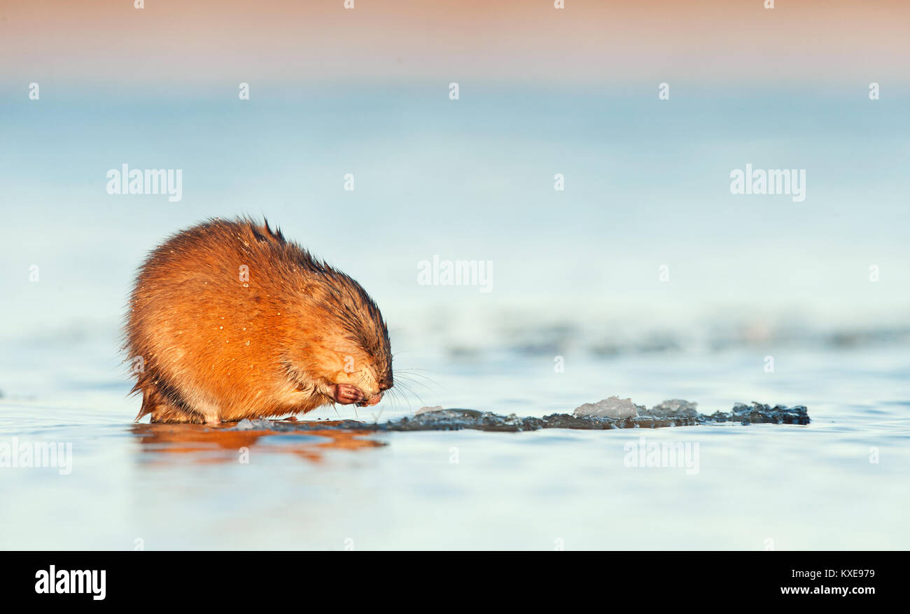 Le rat musqué (Ondatra zibethica ) dans la lumière au coucher du soleil. Saison d'automne. Banque D'Images