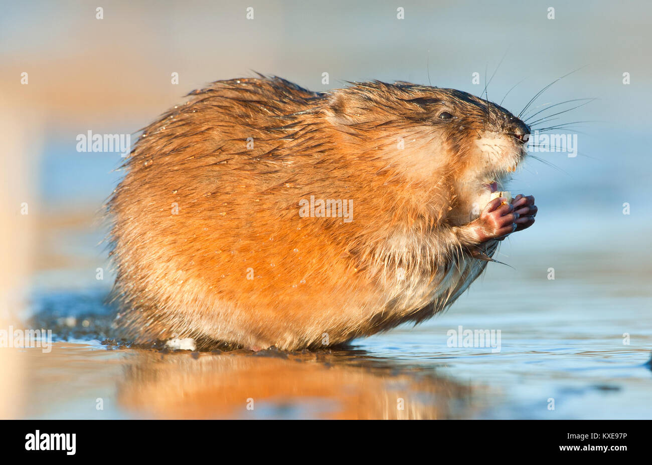 Le rat musqué (Ondatra zibethica ) dans la lumière au coucher du soleil. Saison d'automne. Banque D'Images