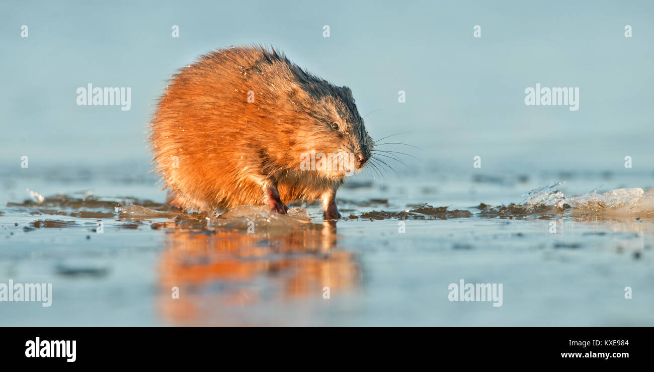 Le rat musqué (Ondatra zibethica ) dans la lumière au coucher du soleil. Saison d'automne. Banque D'Images