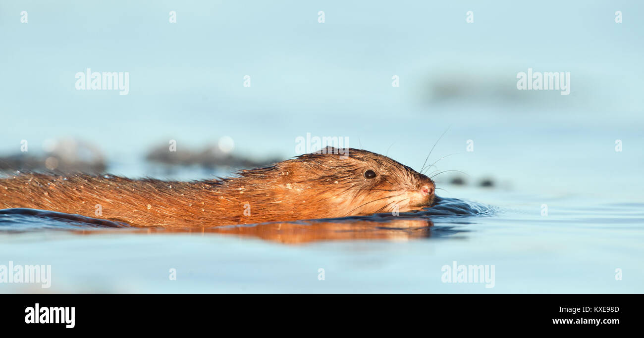 Natation ( Rat musqué Ondatra zibethica ) dans la lumière au coucher du soleil. Saison d'automne. Banque D'Images
