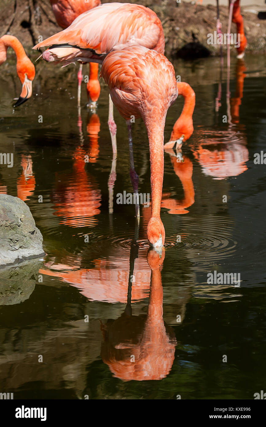 Photo d'un groupe d'alimentation avec Flamingo cubain reflets dans l'eau Banque D'Images