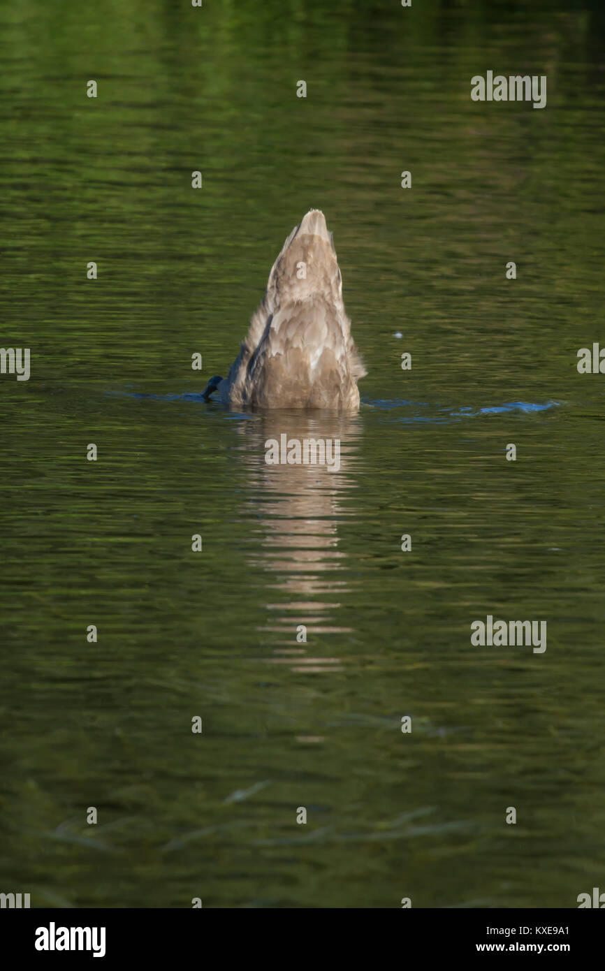 Photo d'un jeune cygne muet queue par nourrir avec reflets dans l'eau Banque D'Images