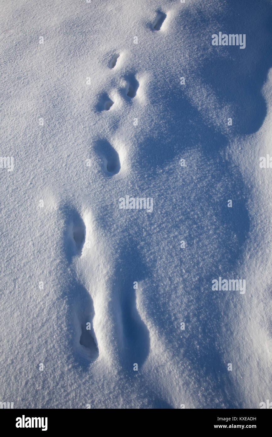 Des pistes d'animaux dans la neige. Banque D'Images