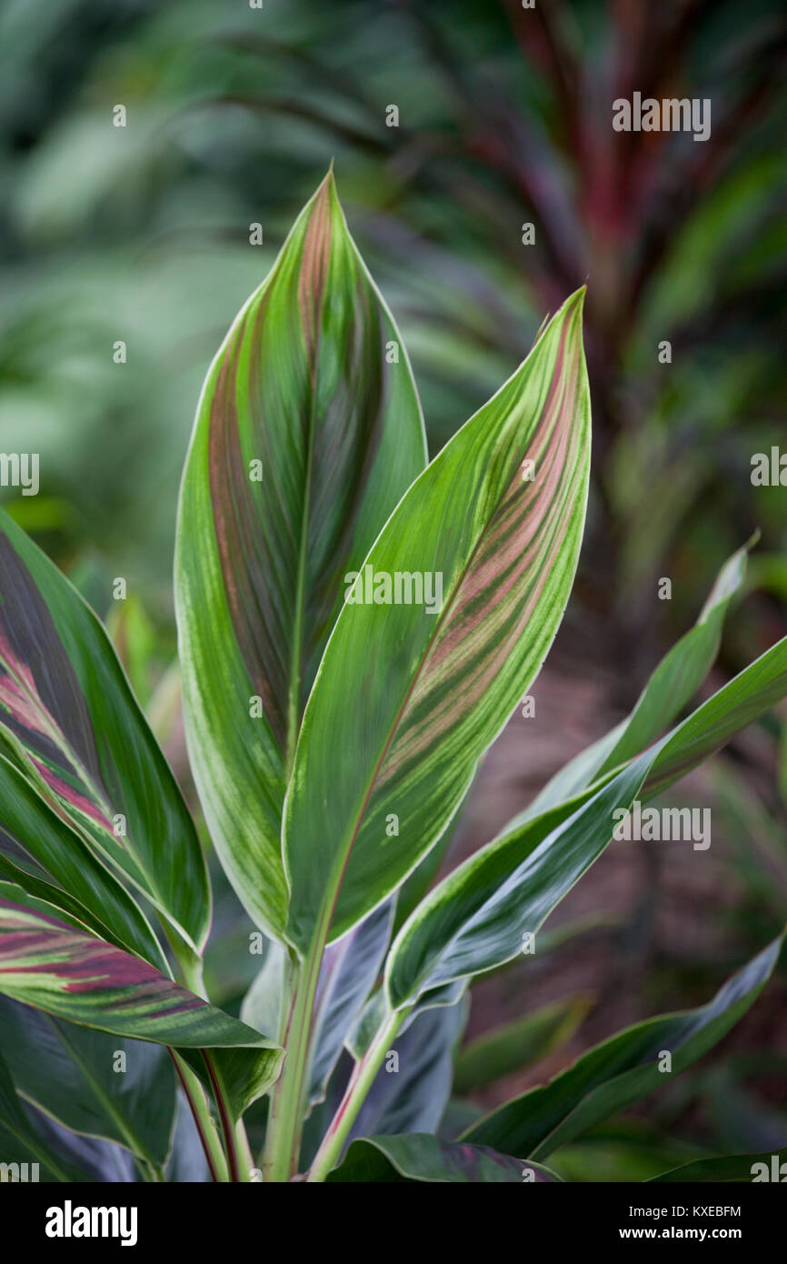 Plante exotique avec des feuilles vertes et des rayures violet rougeâtre avec arrière-plan flou Banque D'Images