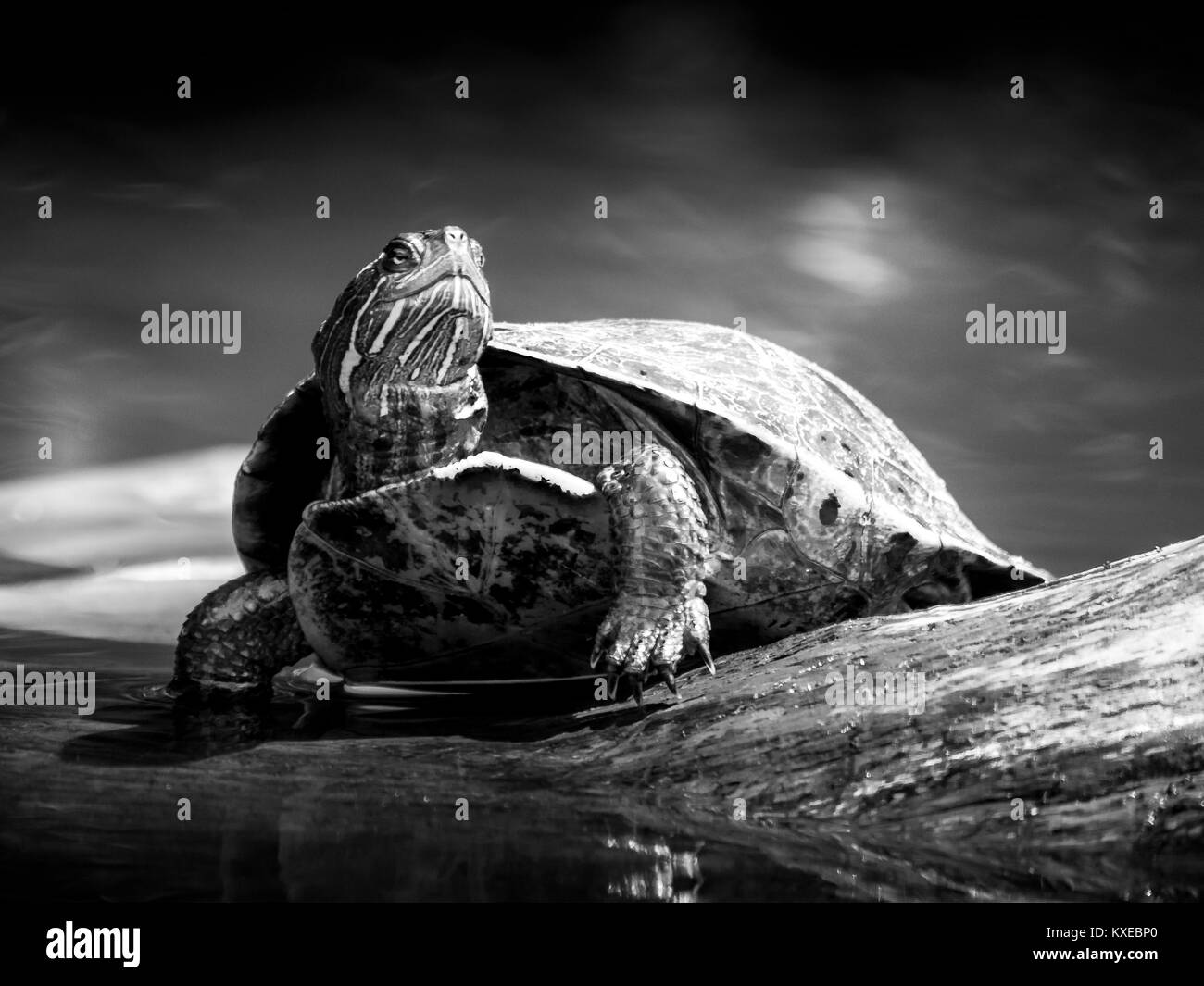 Tortue sur le bois dans un marais Banque D'Images