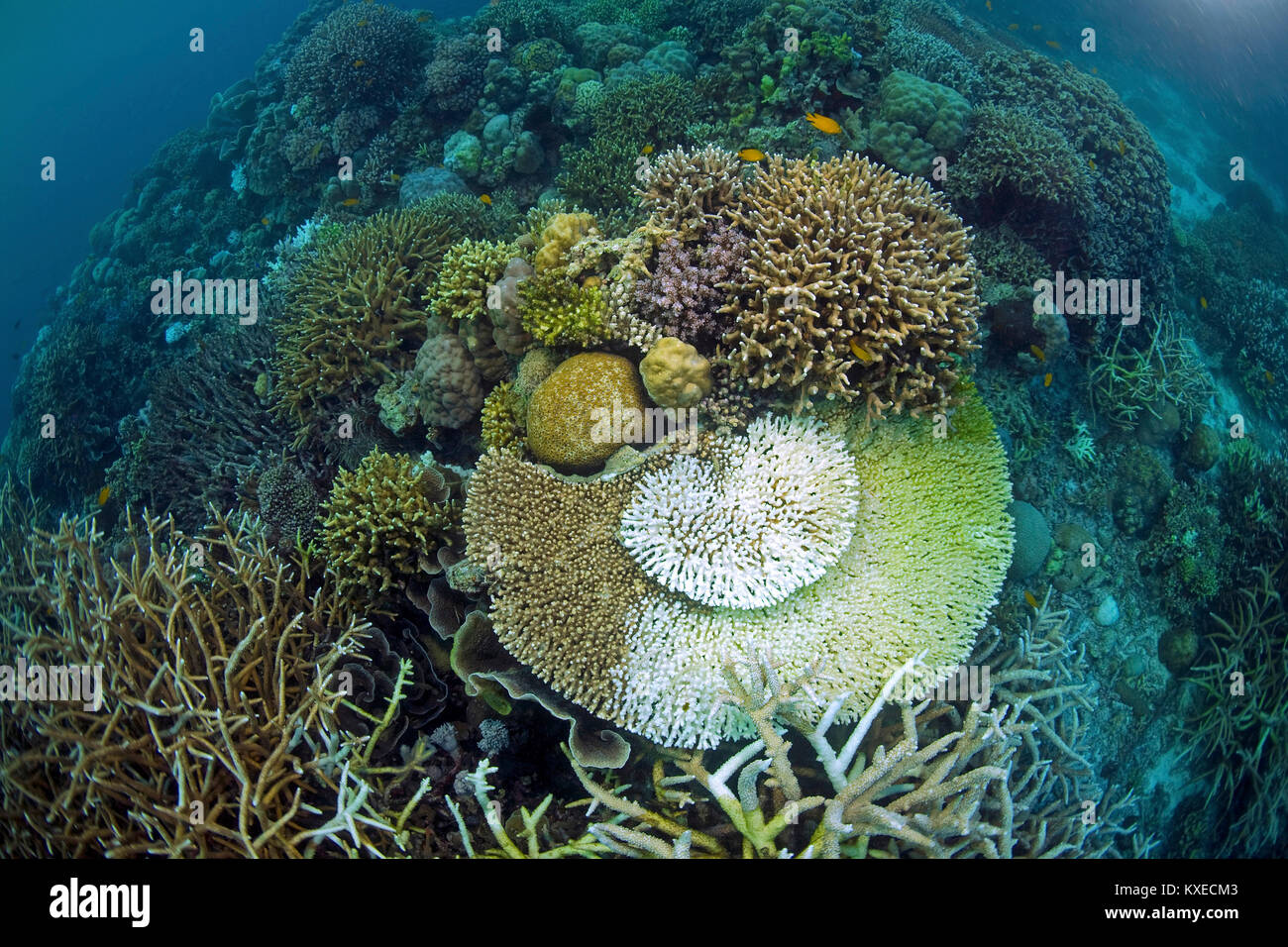 Pierre blanchie, le blanchissement du corail, conséquences du réchauffement climatique, à des récifs coralliens des îles Maldives, océan Indien, Asie Banque D'Images