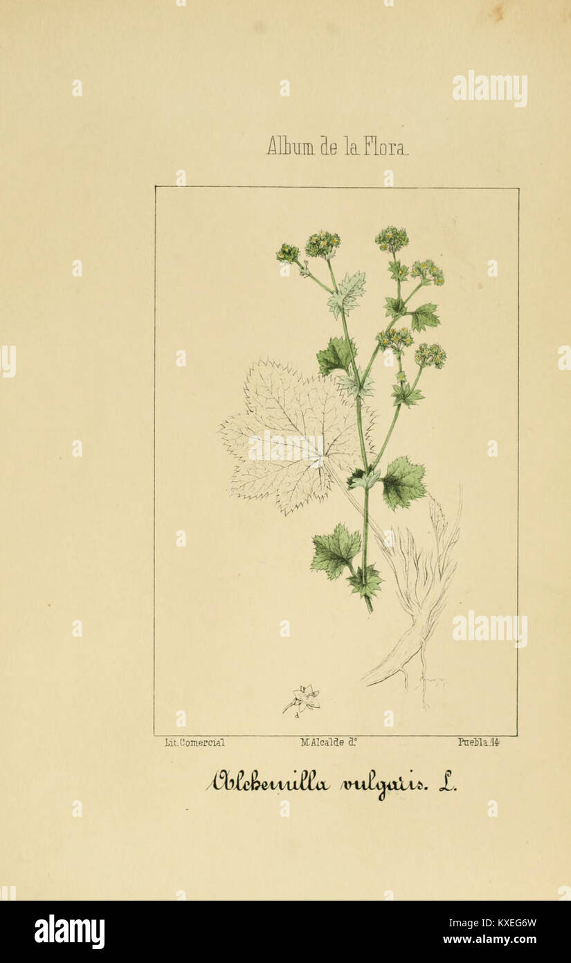 Planche 7 de l’album botanique de 1862 « album de la flore médico-farmacéutica é Industrial, Indígena y exótica » qui représente une plante médicinale en pleine floraison avec des illustrations de feuilles, de fleurs et de fruits. Banque D'Images
