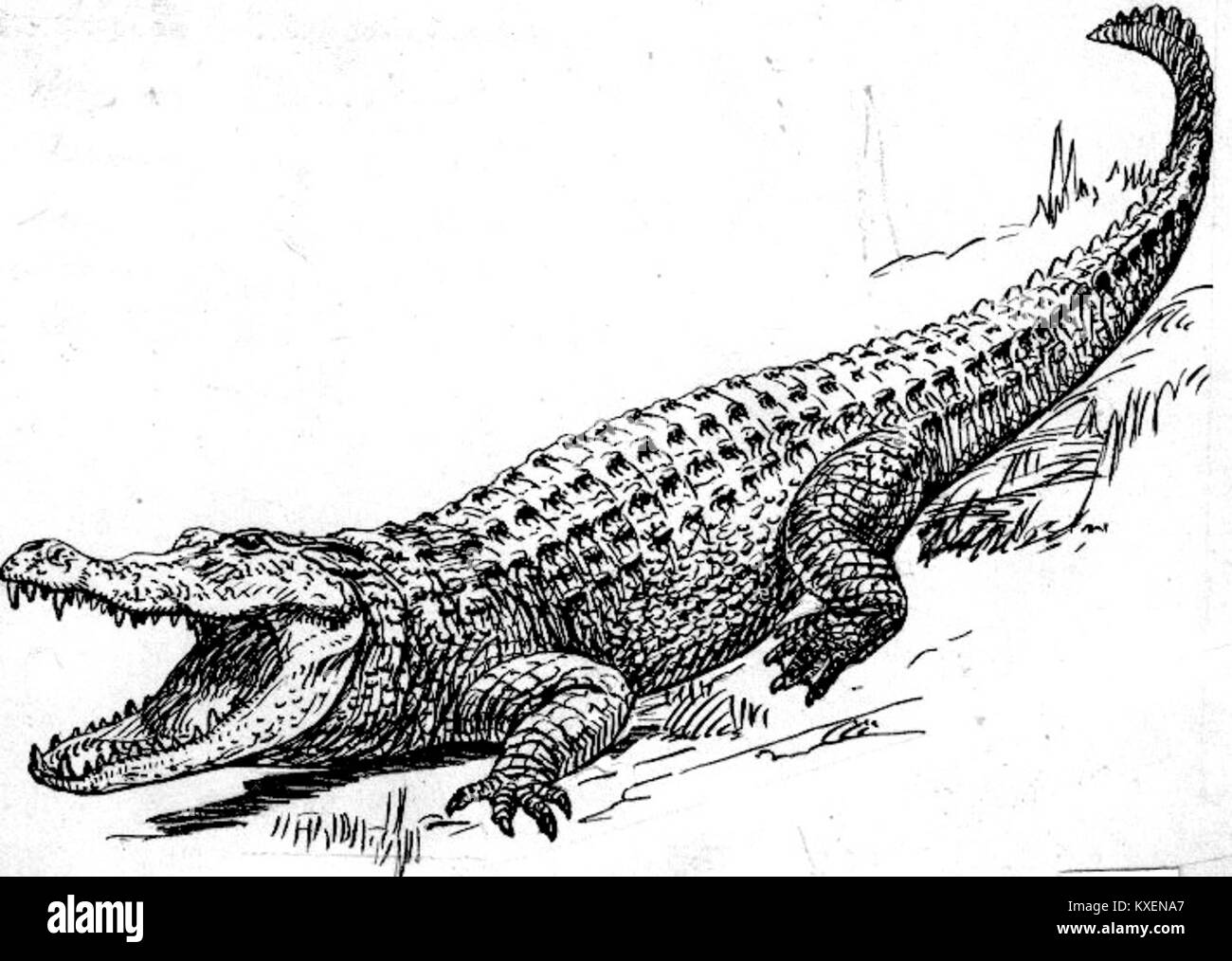 Cette image représente un alligator, un grand reptile originaire des Amériques. Connus pour leur morsure puissante et leur longue durée de vie, les alligators habitent des habitats d'eau douce tels que les marécages, les rivières et les lacs. Banque D'Images