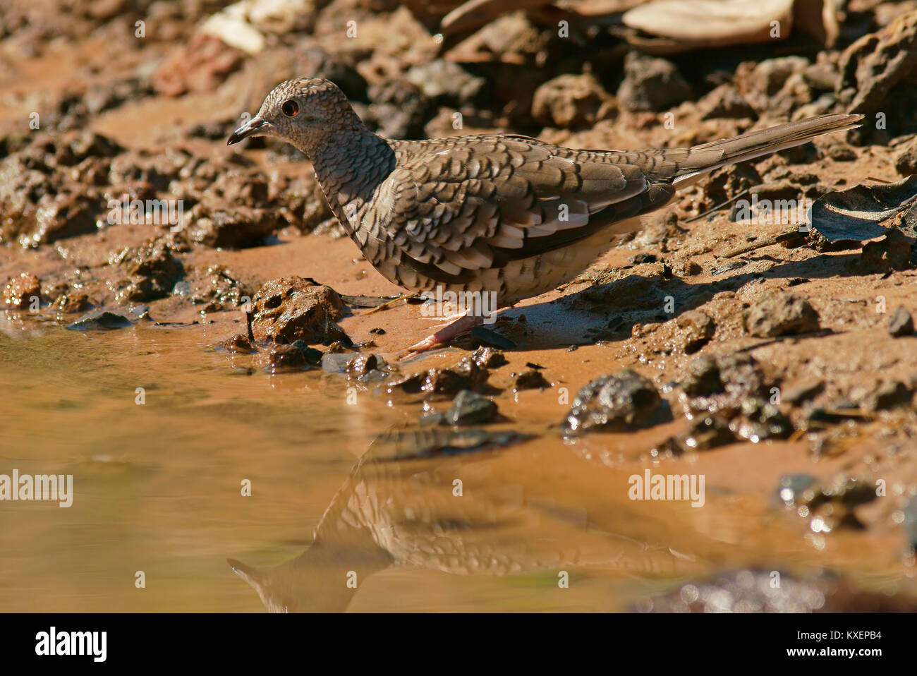 À l'échelle (Scardafella squammata dove),Pantanal, Mato Grosso, Brésil, Amérique du Sud Banque D'Images