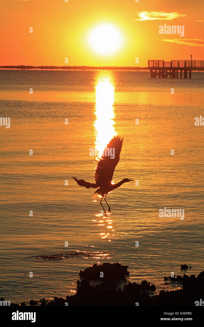 Une aigrette volant à coucher du soleil à Charlotte Harbor, Florida Banque D'Images