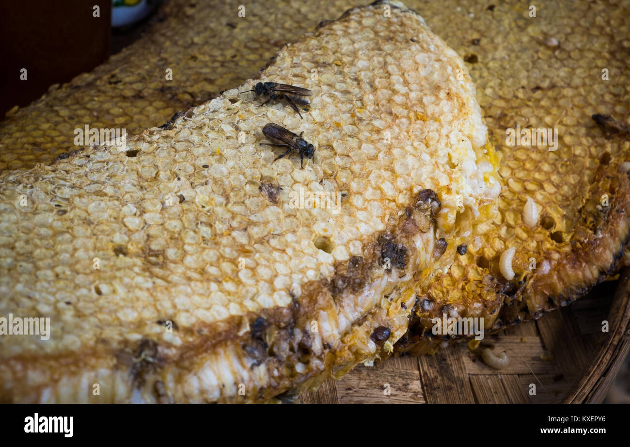 Les larves d'abeilles avec Honey comb Banque D'Images