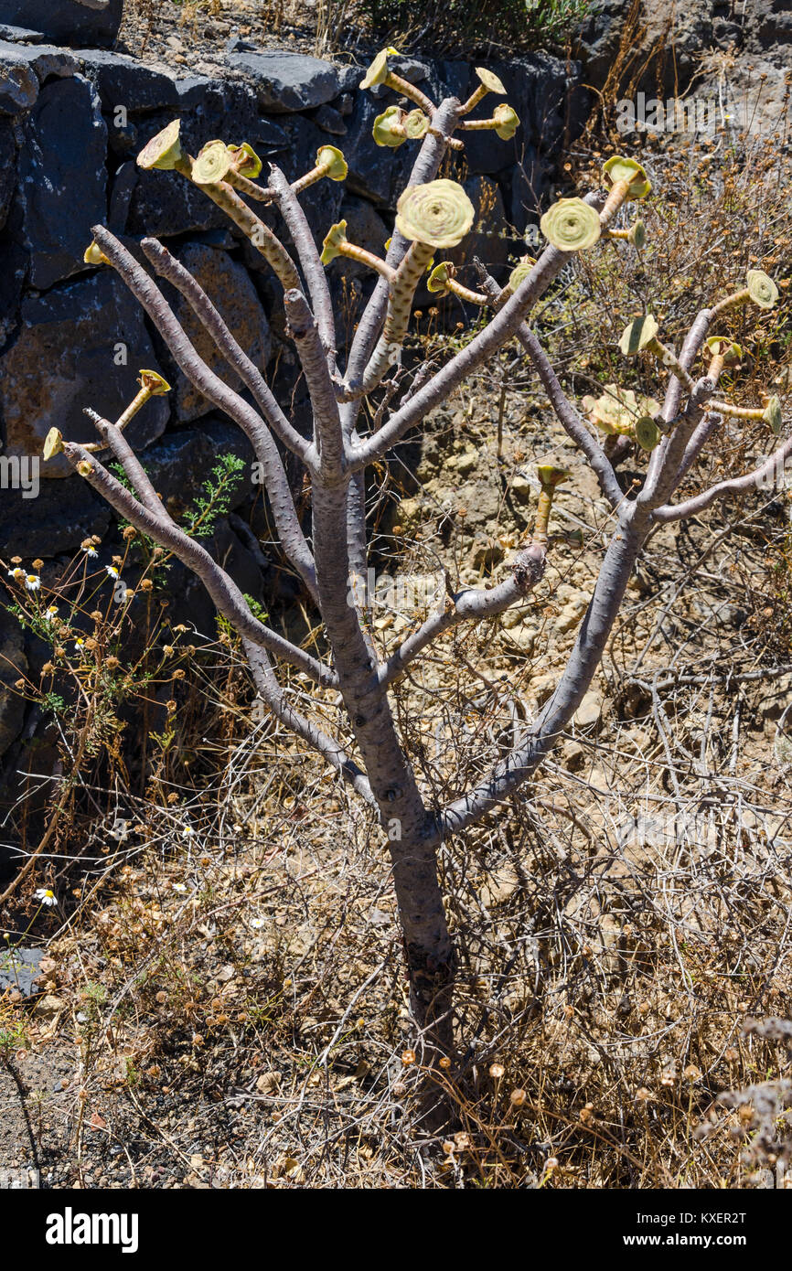 Grande piscine dans un cactus désert, Tenerife, Canaries, Espagne Banque D'Images