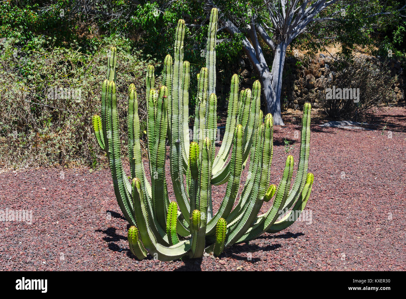 Grande piscine dans un cactus désert, Tenerife, Canaries, Espagne Banque D'Images