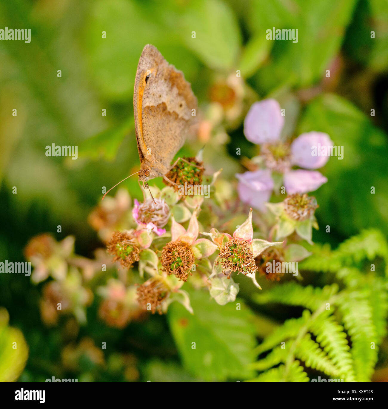 Un papillon Meadow Brown repose dans une haie de Sussex, au Royaume-Uni. Banque D'Images