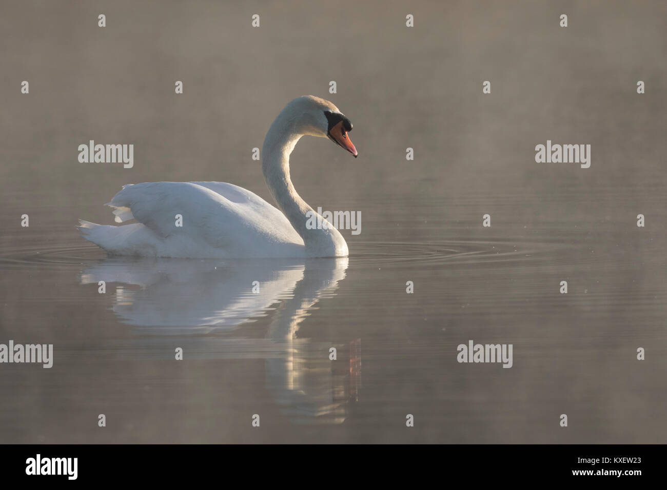 Mute swan (Cygnus olor) Nager dans le lac couvert de brume matinale Banque D'Images