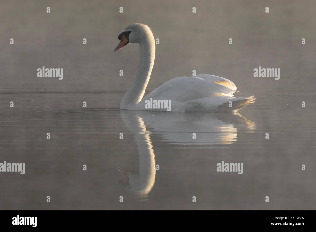 Mute swan (Cygnus olor) Nager dans le lac couvert de brume matinale Banque D'Images