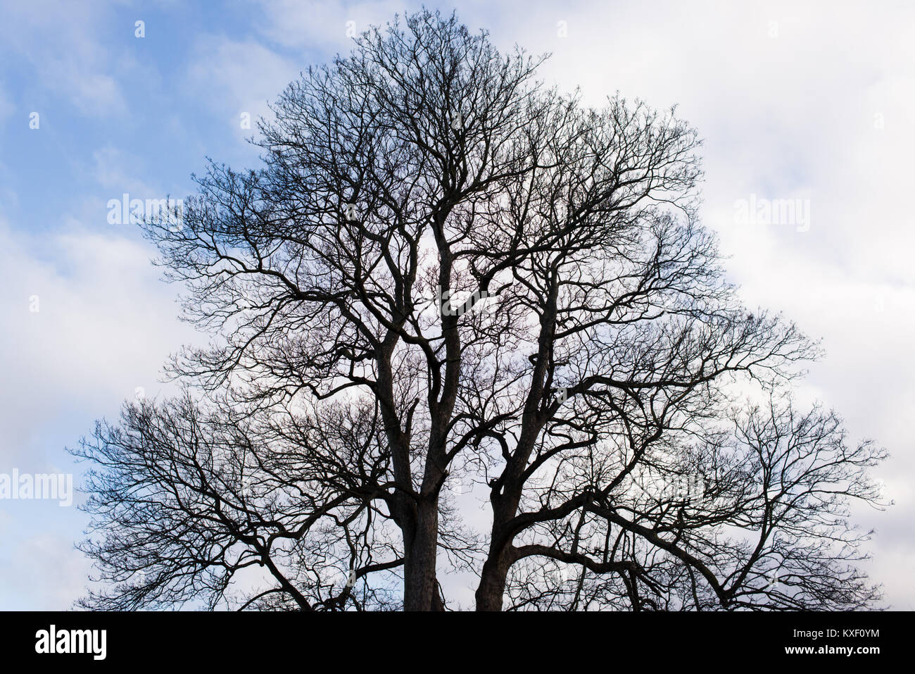 Silhouette de grand arbre plein de branches sans feuilles en hiver avec ciel en arrière-plan. Effet Vintage Banque D'Images
