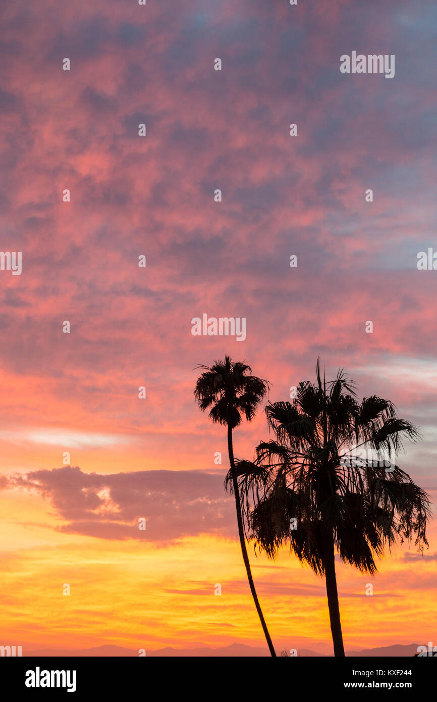 Les palmiers sont vibrante post-silhouetté contre coucher soleil nuages à Playa Del Rey, en Californie. Banque D'Images