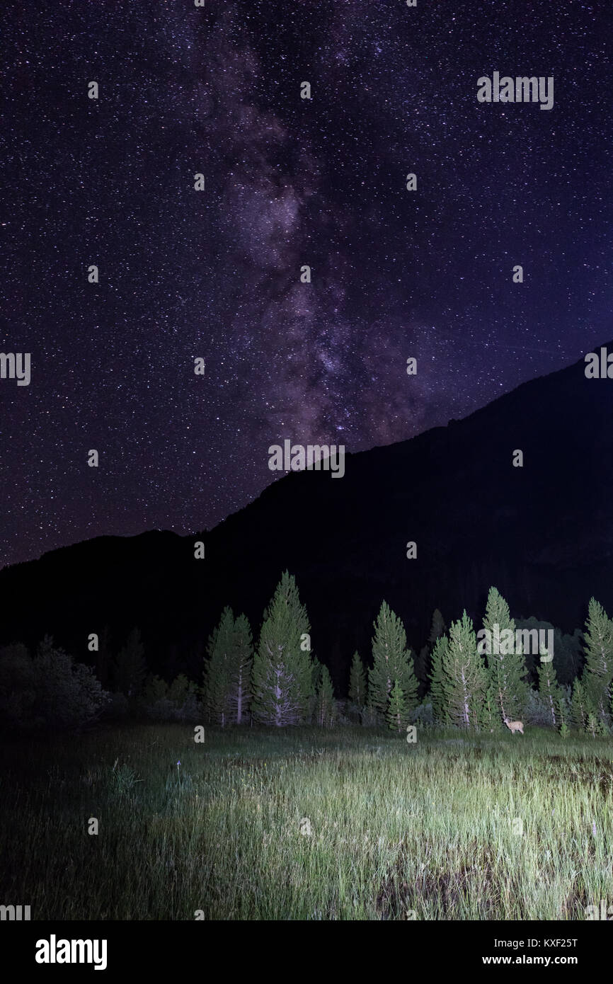 Un chevreuil dans un champ est éclairé par un projecteur au cours d'une randonnée nocturne sous les étoiles près de Trumbull Lake Campground en Californie. Banque D'Images