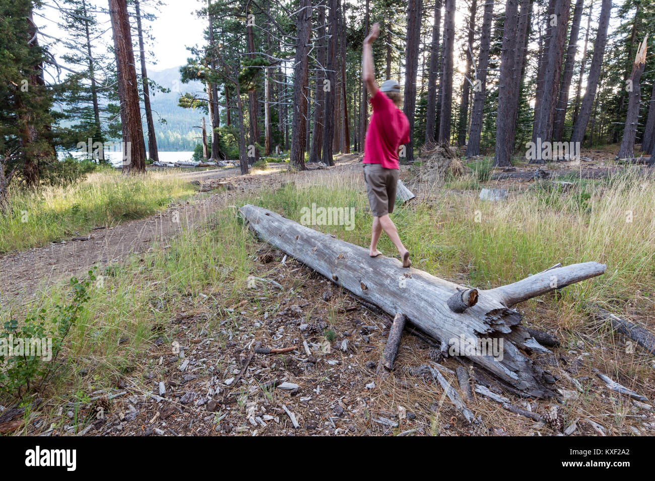 Un homme passe temps en équilibre sur un tronc d'arbre à feuilles tombées de camping. Banque D'Images