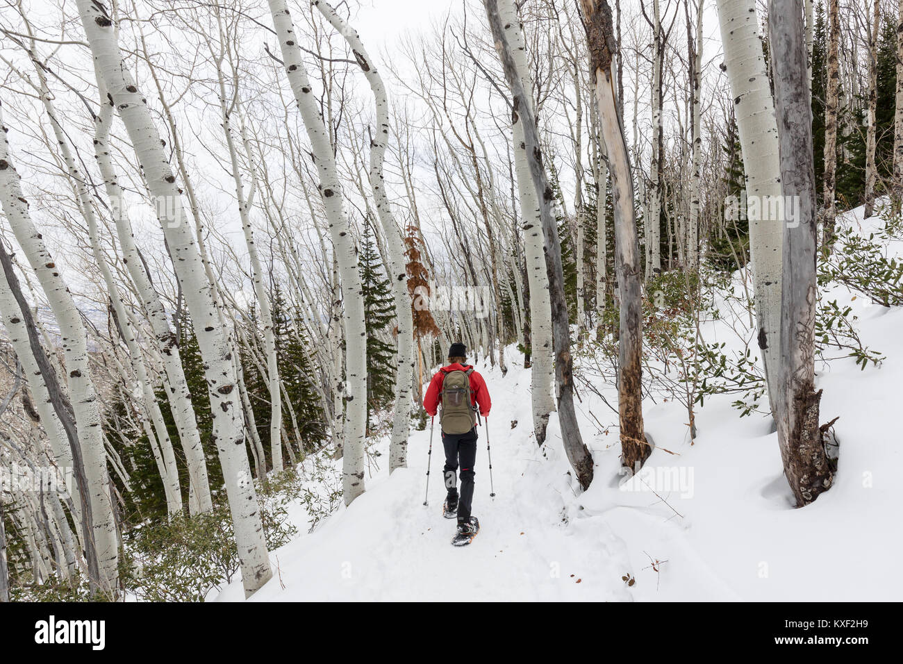 Un randonneur en raquettes le long des sentiers du Rob entouré par de beaux arbres d'hiver tremble à Park City, Utah. Banque D'Images