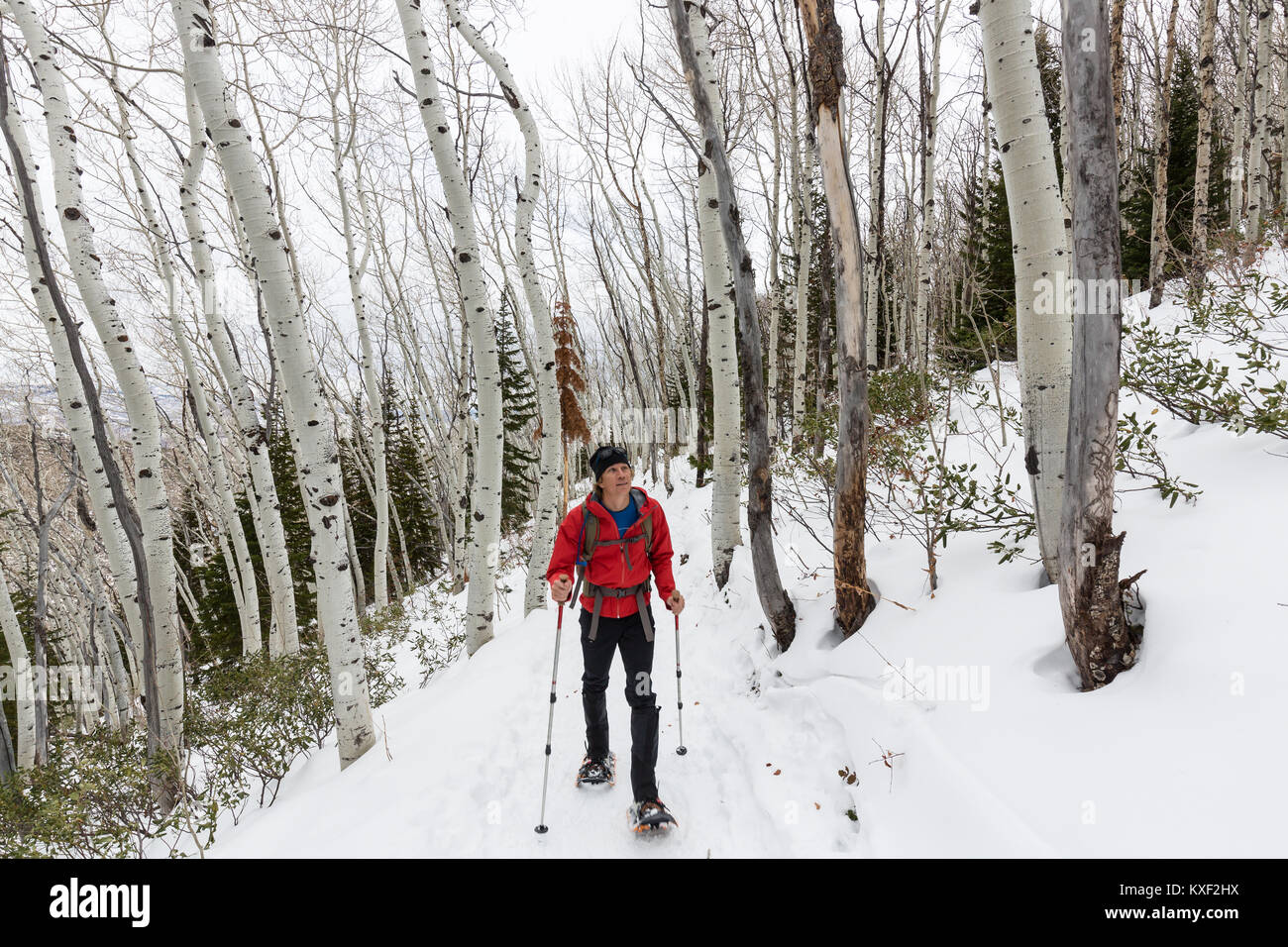 Un randonneur en raquettes le long des sentiers du Rob entouré par de beaux arbres d'hiver tremble à Park City, Utah. Banque D'Images