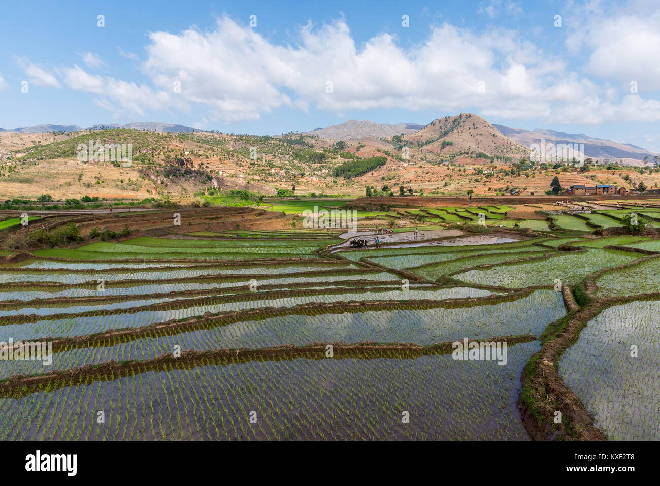 Les champs de riz dans le sud de Madagascar, l'Afrique. Banque D'Images