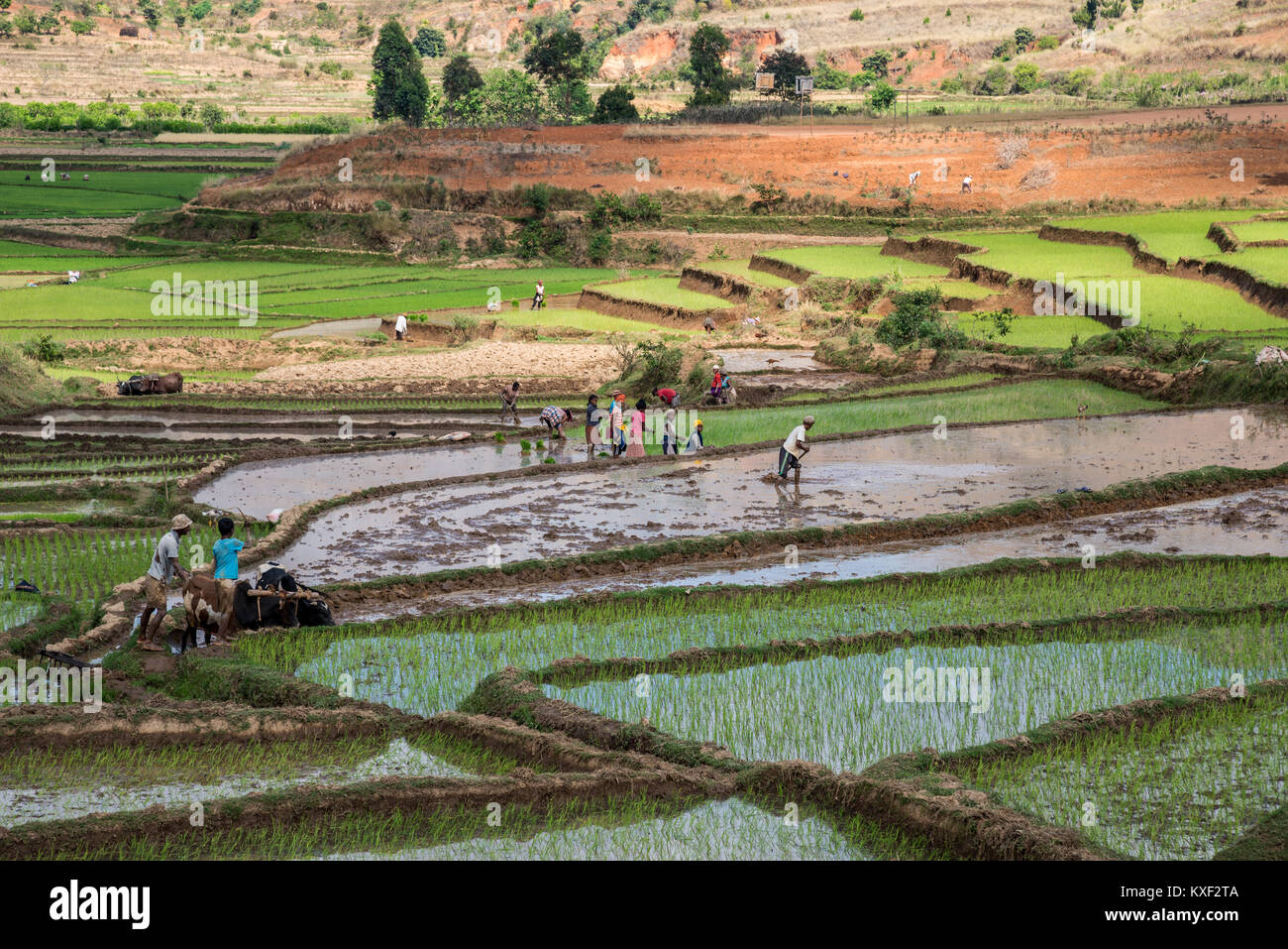 Les locaux occupés à travailler dans les champs du riz dans le sud de Madagascar, l'Afrique. Banque D'Images