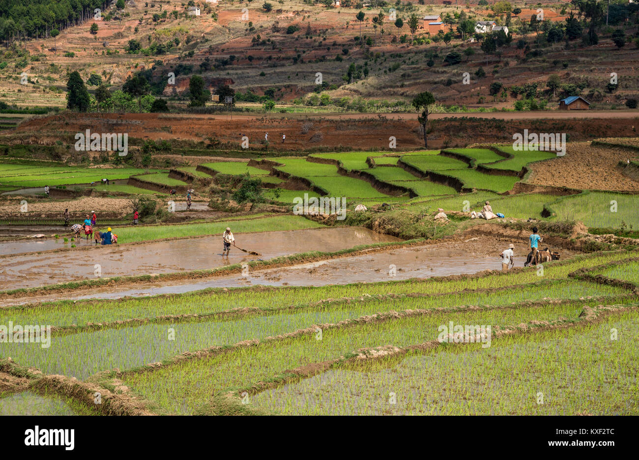 Les locaux occupés à travailler dans les champs du riz dans le sud de Madagascar, l'Afrique. Banque D'Images
