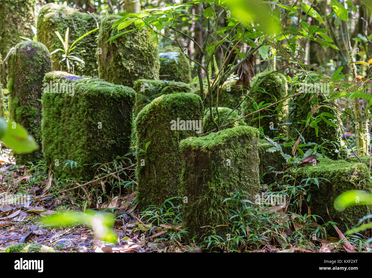 Tombeau de pierres couvertes de mousse malgache ancestrale a vécu dans la région. Parc national de Ranomafana. Madagascar, l'Afrique. Banque D'Images