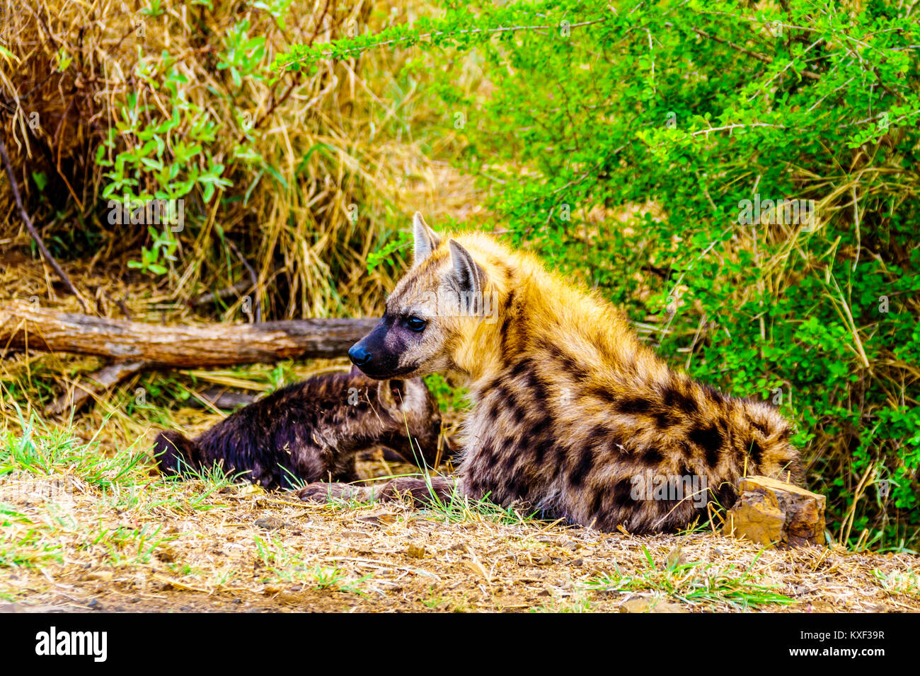 Hyène mère avec deux jeunes Hyènes dans le parc national Kruger en Afrique du Sud Banque D'Images
