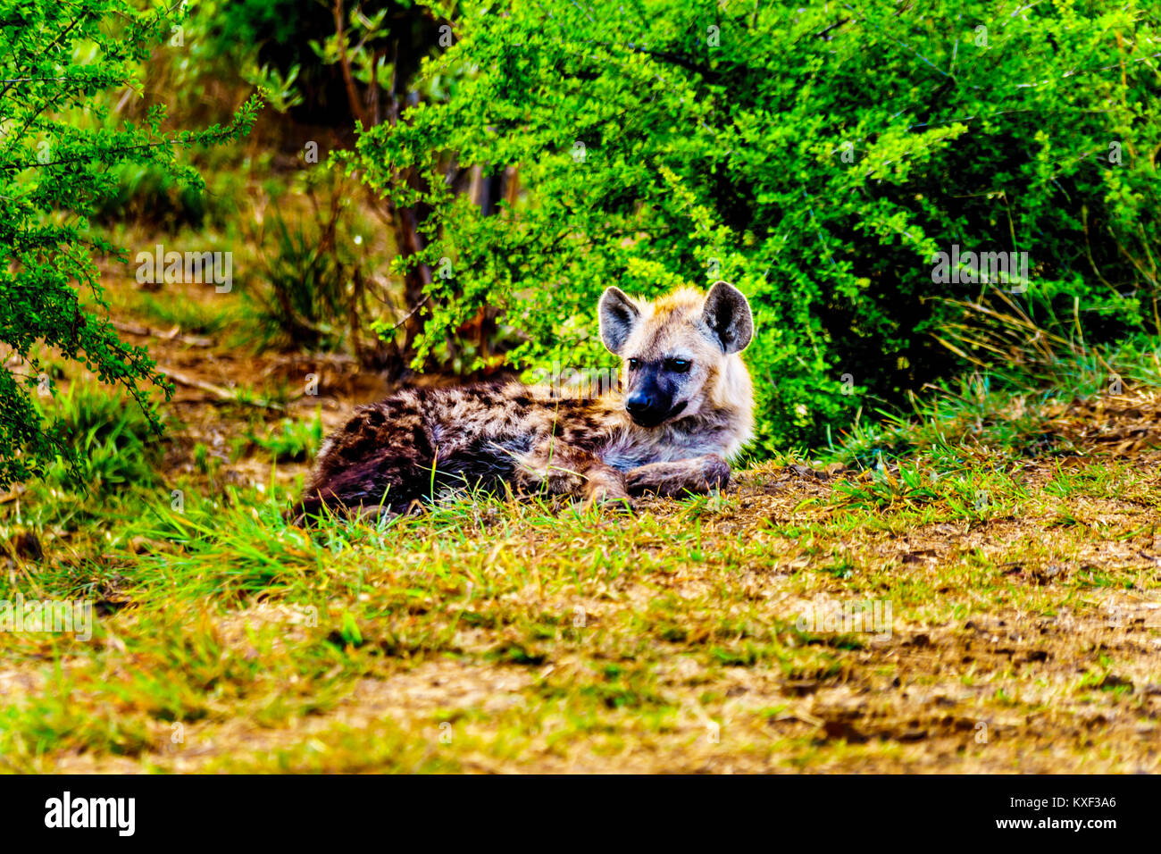 Hyène mère avec deux jeunes Hyènes dans le parc national Kruger en Afrique du Sud Banque D'Images