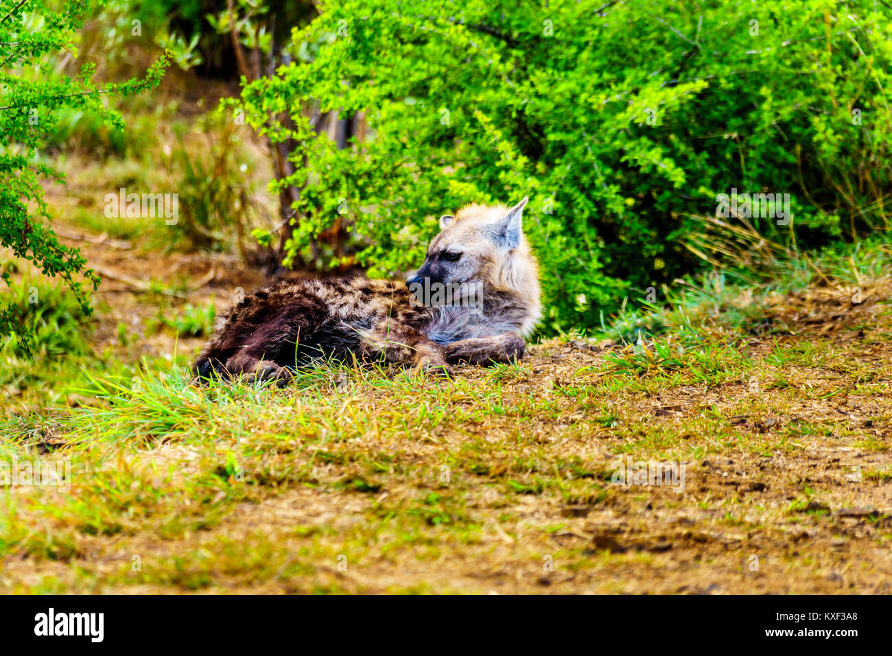 Hyène mère avec deux jeunes Hyènes dans le parc national Kruger en Afrique du Sud Banque D'Images