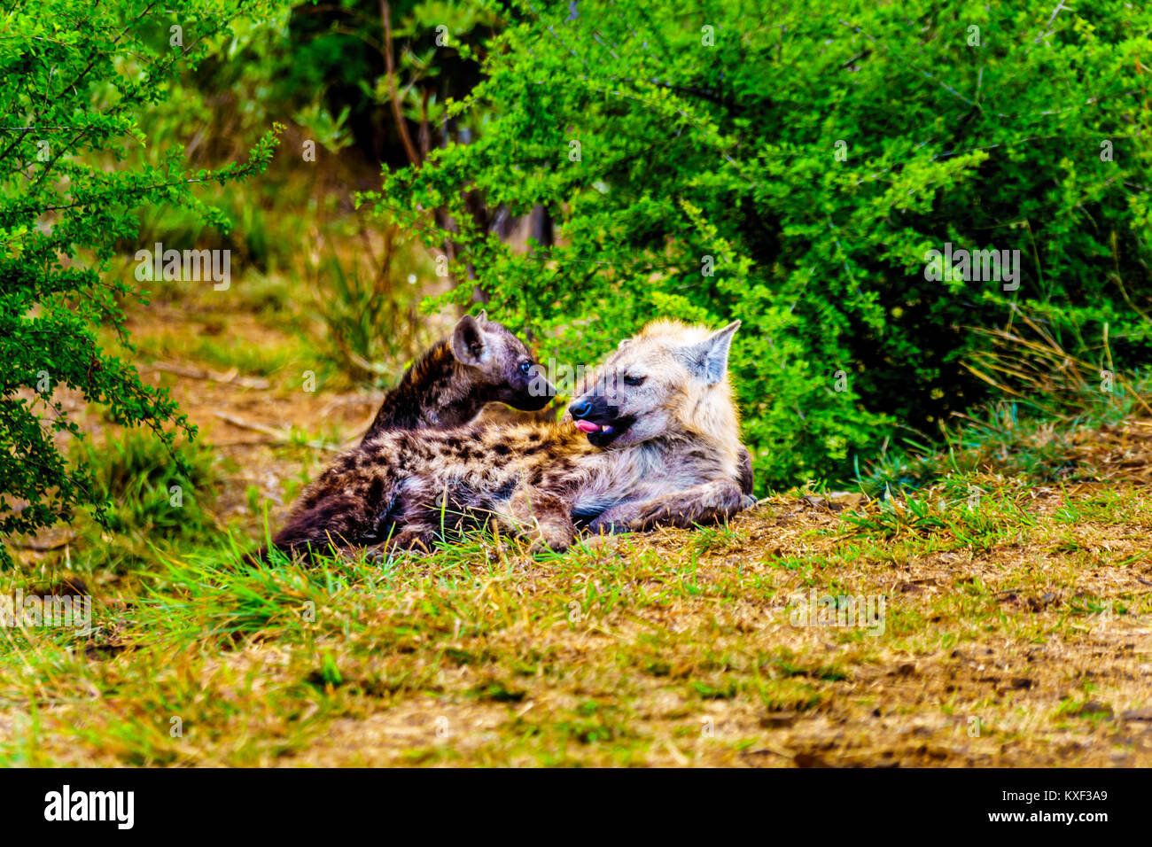 Hyène mère avec deux jeunes Hyènes dans le parc national Kruger en Afrique du Sud Banque D'Images