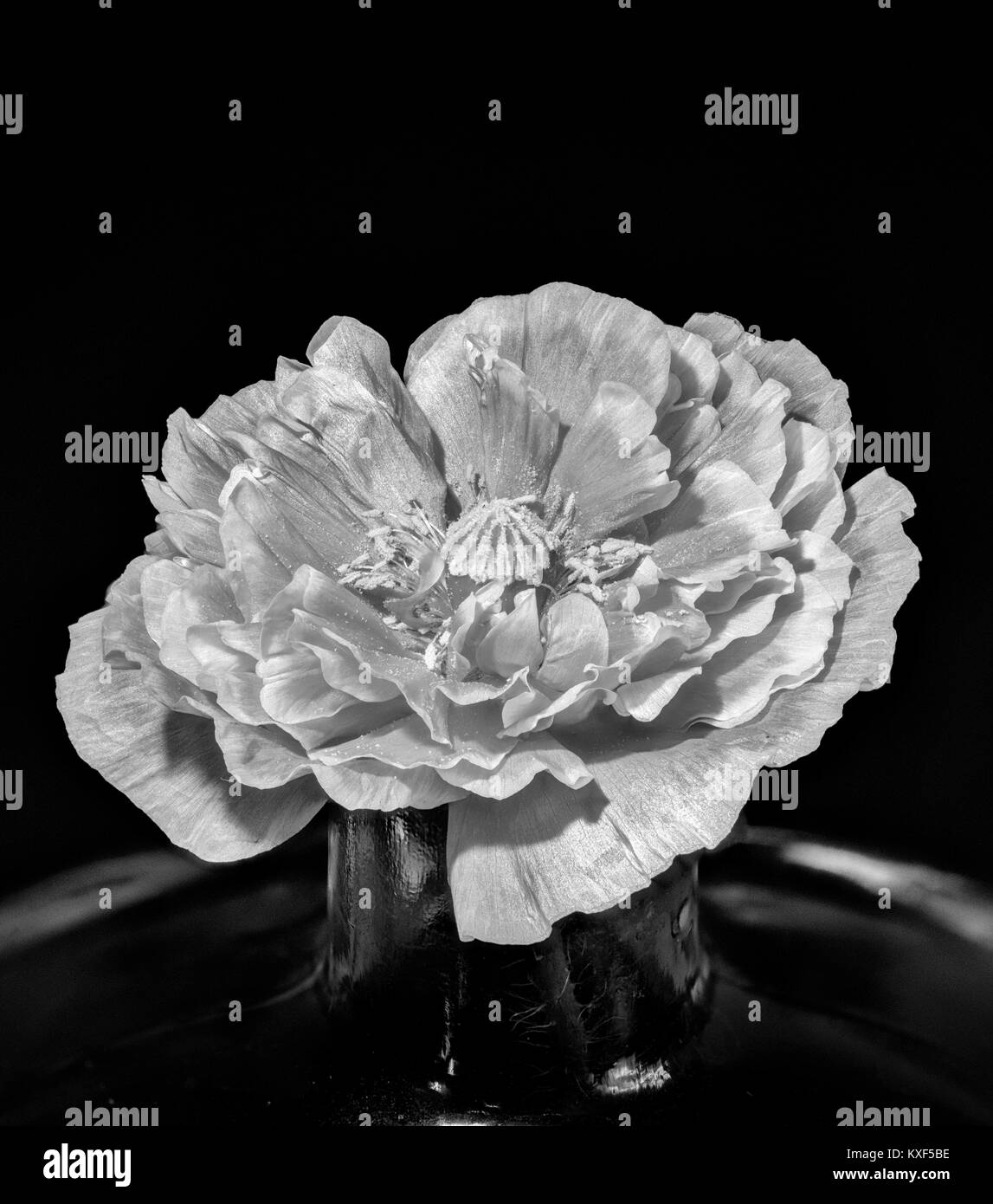 Fine art monochrome floral fleur macro portrait d'une lumière unique isolé en fleurs fleurs de pavot d'islande dans un vase sur fond noir, still life Banque D'Images