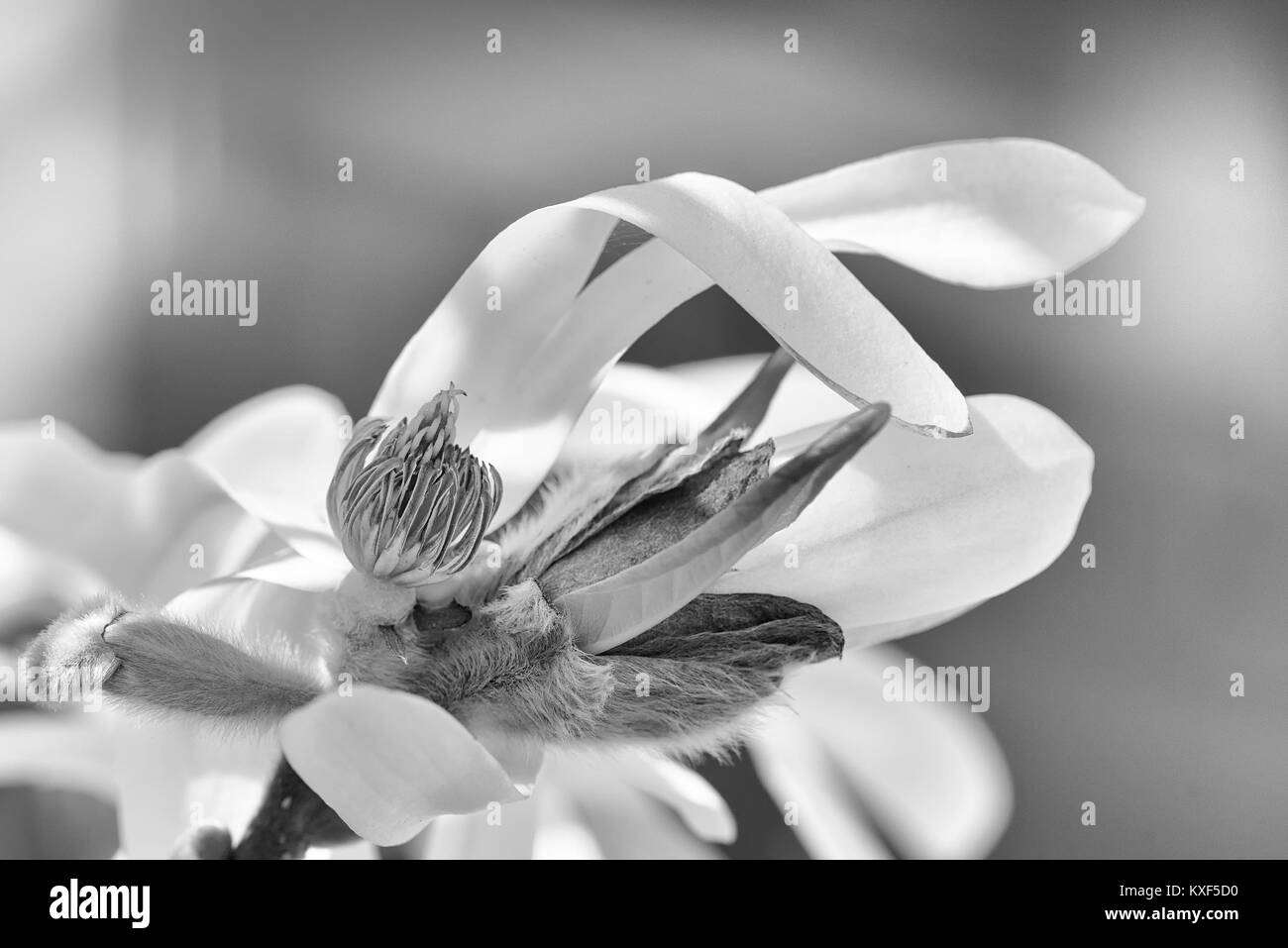 Naturel extérieur monochrome floral still life art macro floral d'un seul blanc rose vert jaune isolé jeune magnolia blossom floraison Banque D'Images