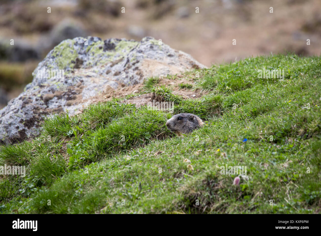 Dans un trou de marmotte à contrôler la région, Alpes, Italie Banque D'Images