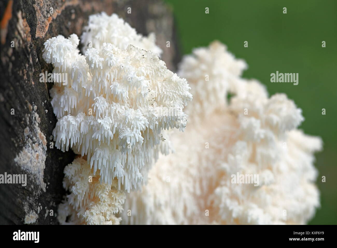 Dent de corail champignon Hericium, coralloides, également connu sous le nom de Monkey's head, crinière de lion et tête d'ours Banque D'Images