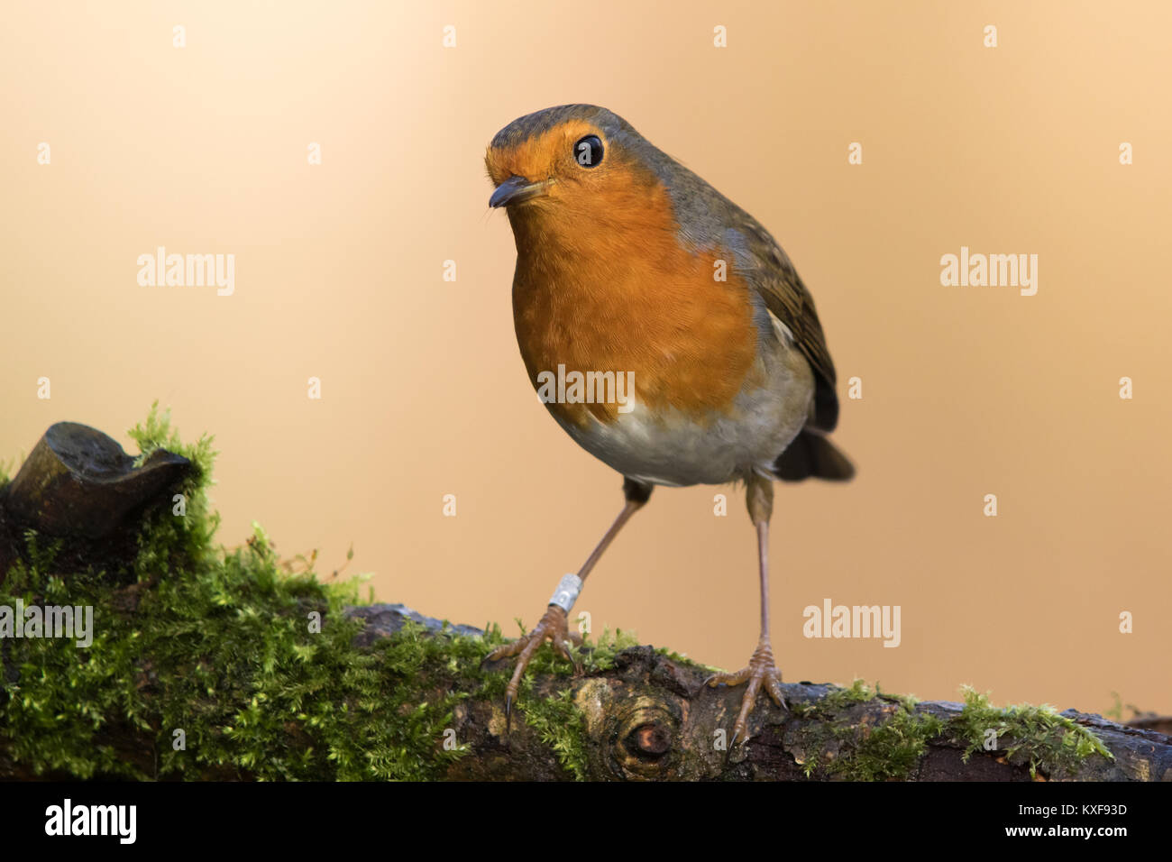 European Robin (Erithacus rubecula aux abords) Banque D'Images