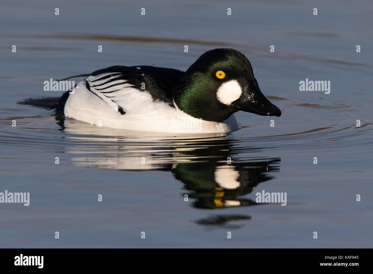 Homme d'or (Bucephala clangula) nager sur un lac encore Banque D'Images