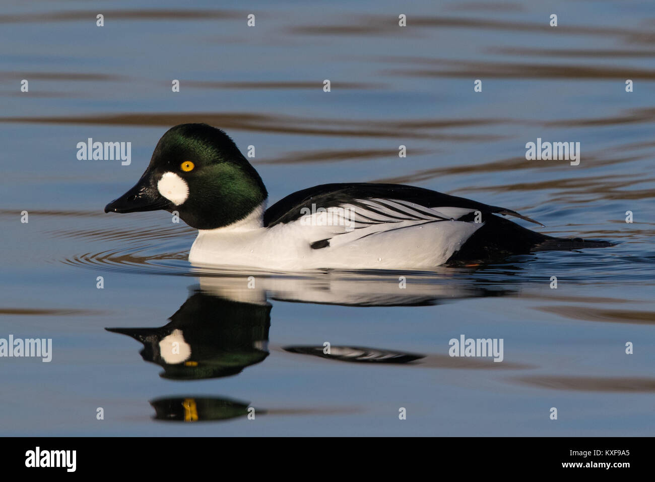 Homme d'or (Bucephala clangula) nager sur un lac encore Banque D'Images