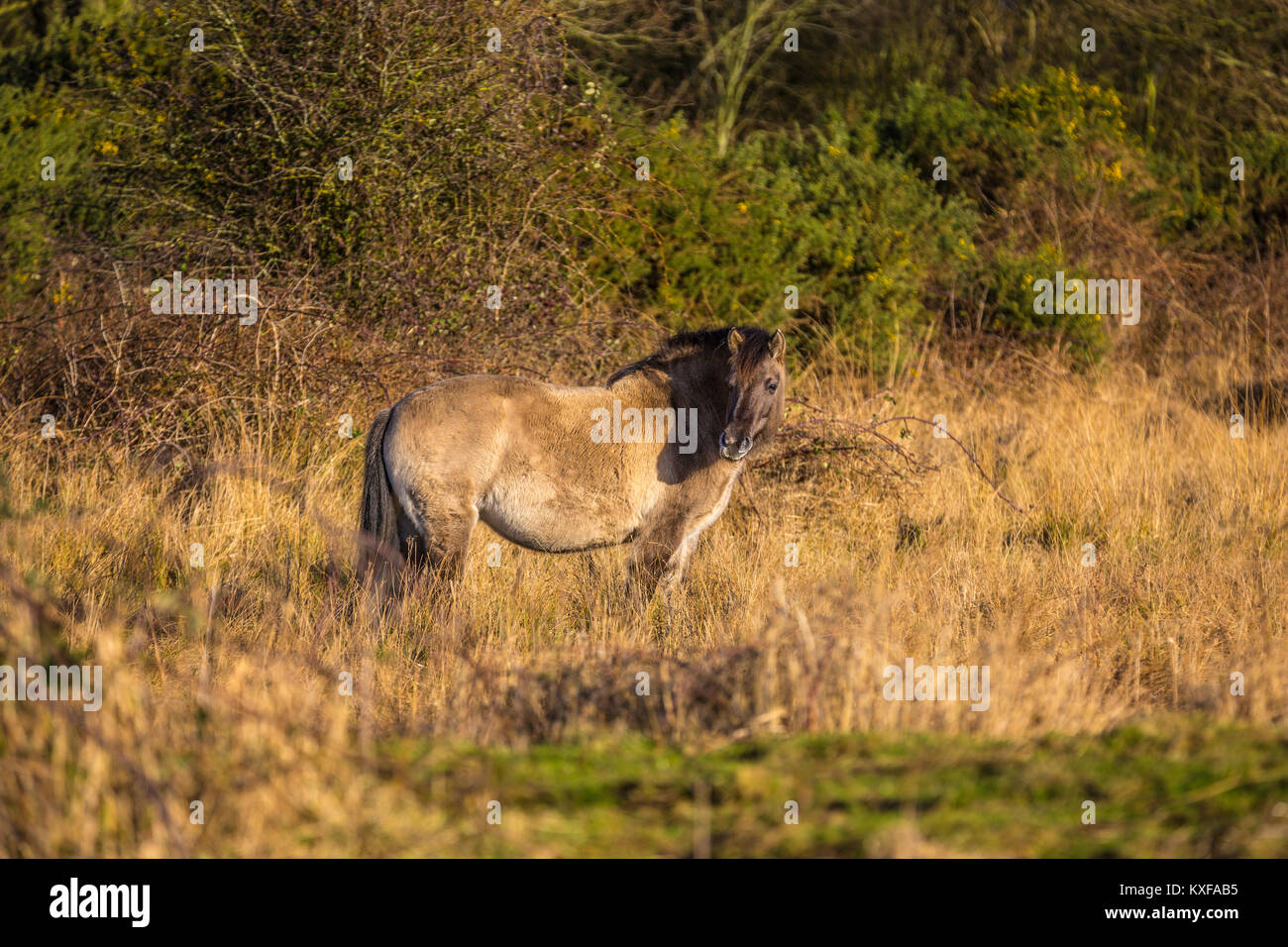 Cheval Konik à Redgrave et Lopham Fen, Suffolk, Royaume-Uni. Banque D'Images