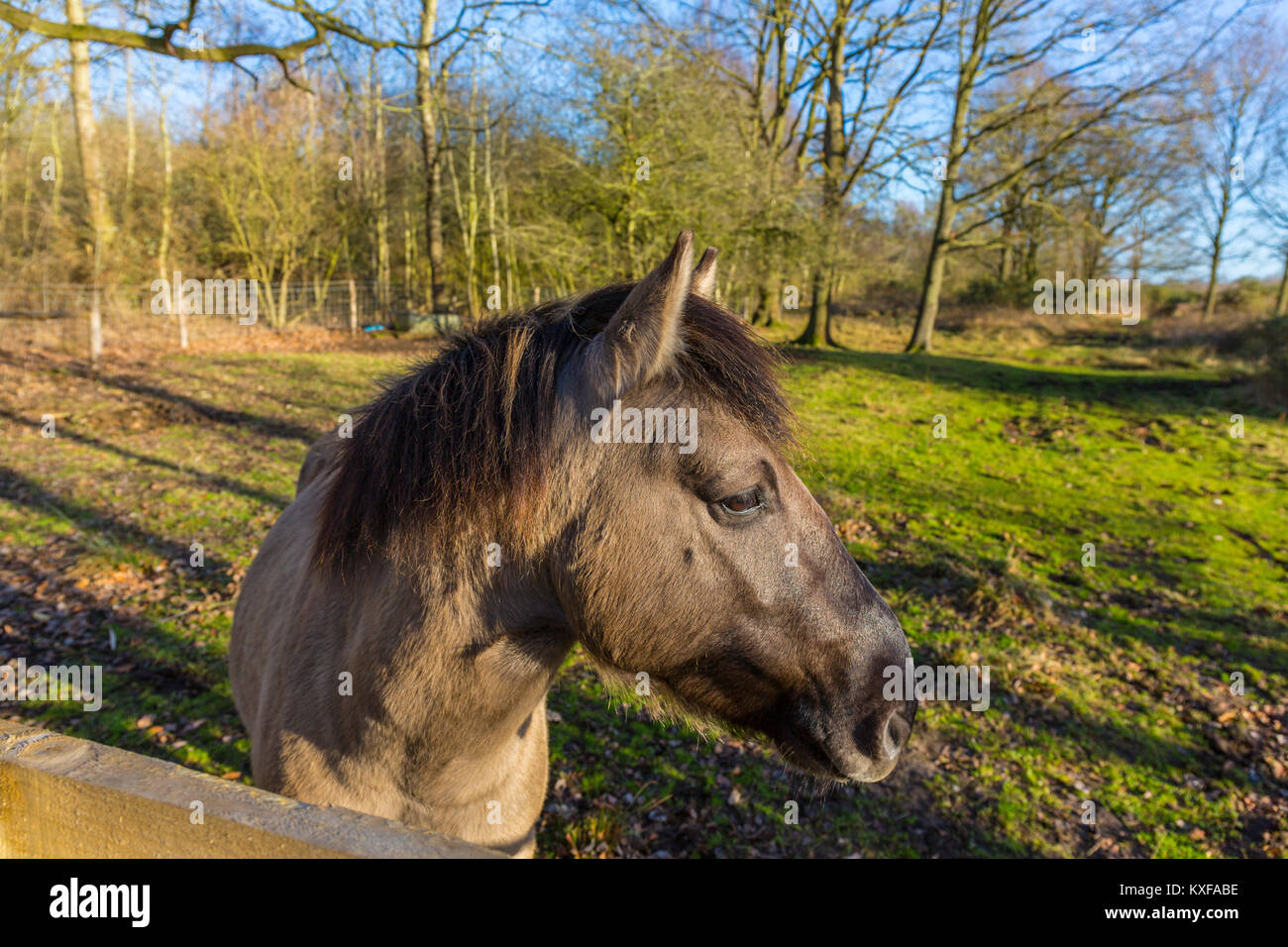 Cheval Konik à Redgrave et Lopham Fen, Suffolk, Royaume-Uni. Banque D'Images