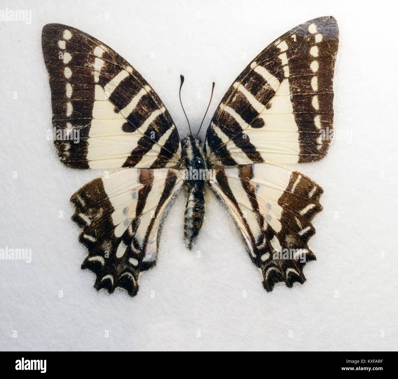 Porte-épée spot Graphium nomius papillon sur fond blanc Banque D'Images