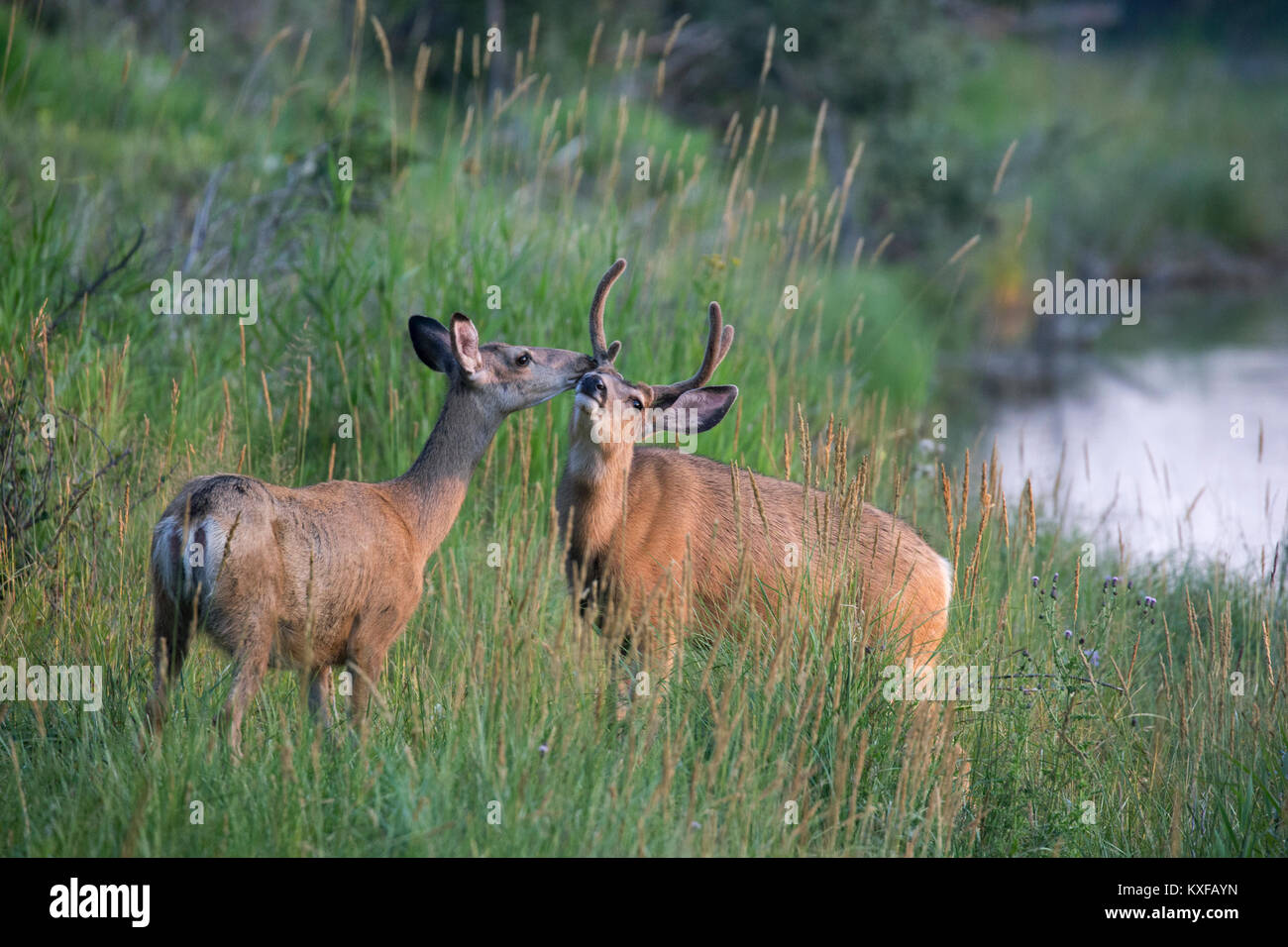 Le Cerf mulet biche et mâle de toucher le nez (Odocoileus hemionus) Banque D'Images