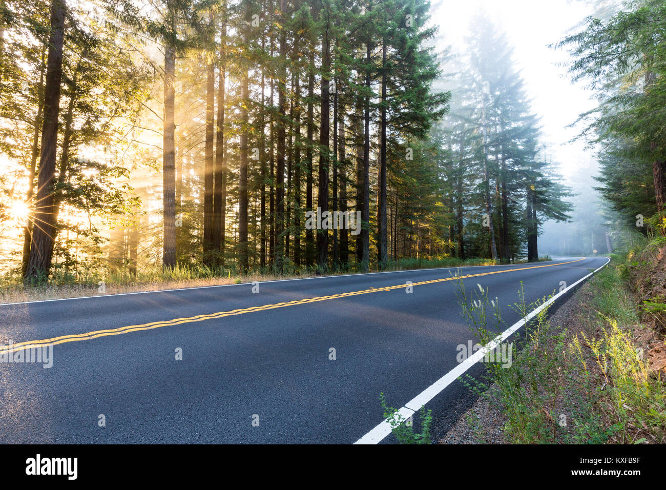 Des éclats de soleil à travers les arbres à côté d'une autoroute dans le comté de Mendocino, en Californie. Banque D'Images