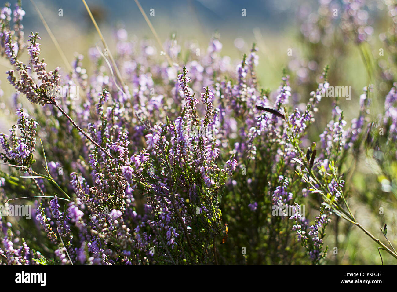 Fleurs sauvages de Belis Fantanele hills de Cluj, Roumanie Banque D'Images