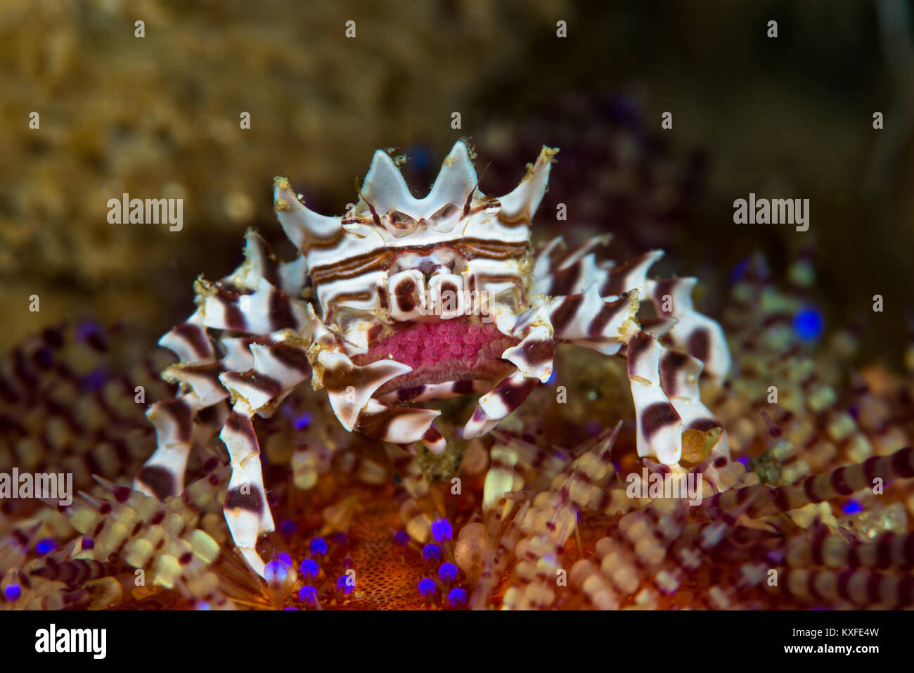 Crabe oursin femelle zebra (Zebrida adamsii) sur son hôte, l'oursin de feu avec un cluster de centaines d'œufs, à Ambon, Moluques, en Indonésie. Banque D'Images