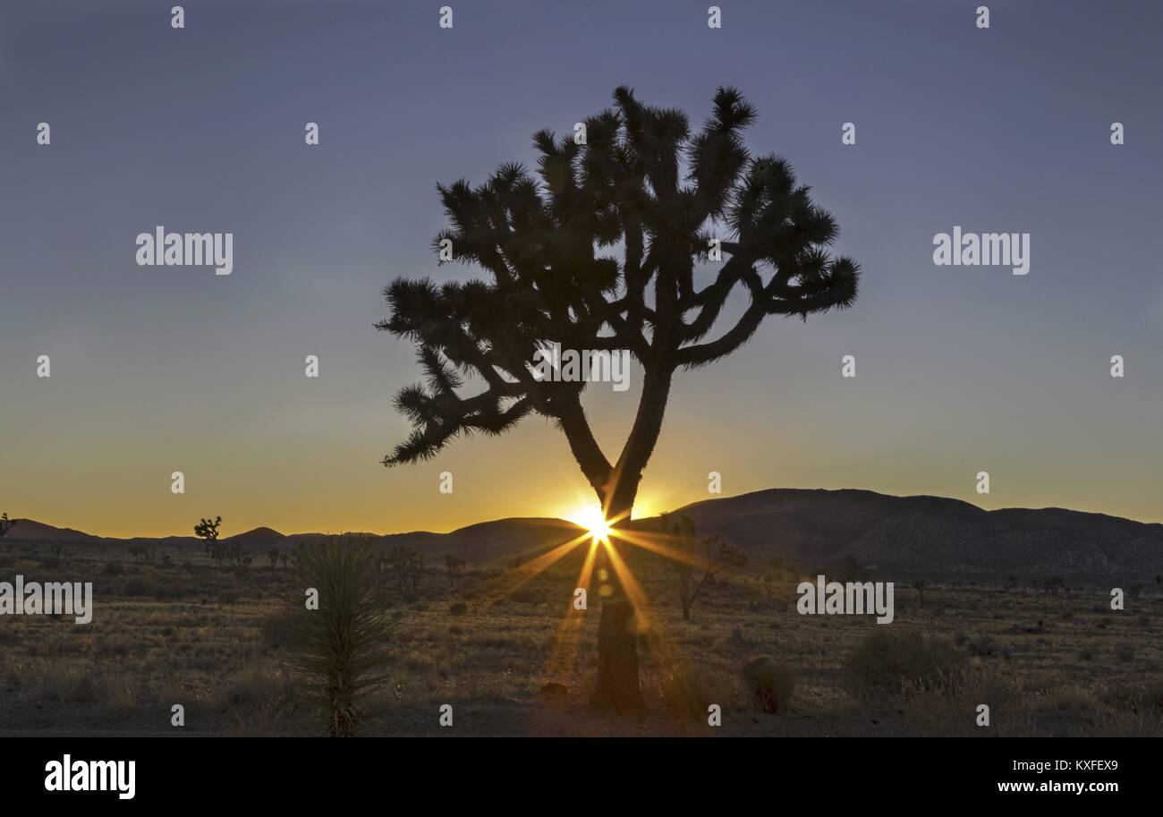 Coucher du soleil du désert de Mojave Yucca brevifolia et isolées dans Joshua Tree National Park California USA Banque D'Images