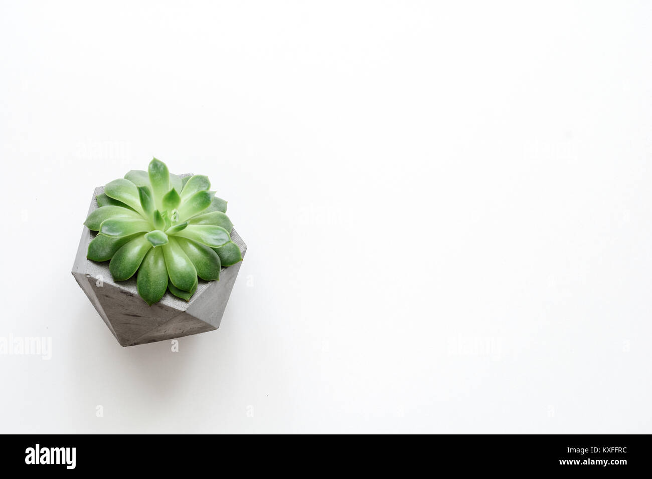 Plante succulente dans le béton plante en pot sur fond blanc. L'espace de copie pour le texte. Maquette Banque D'Images